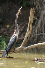 Anhinga, femelle